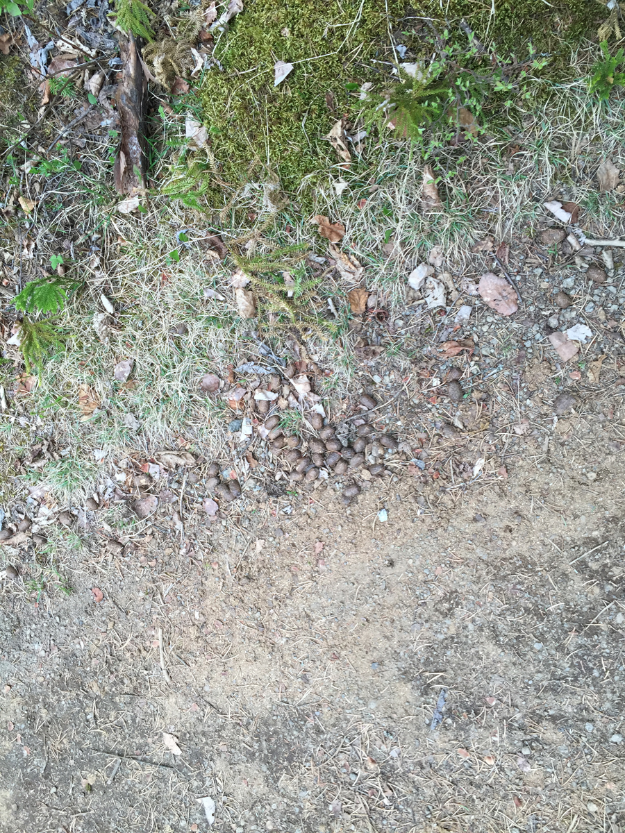 Moose droppings BWCA